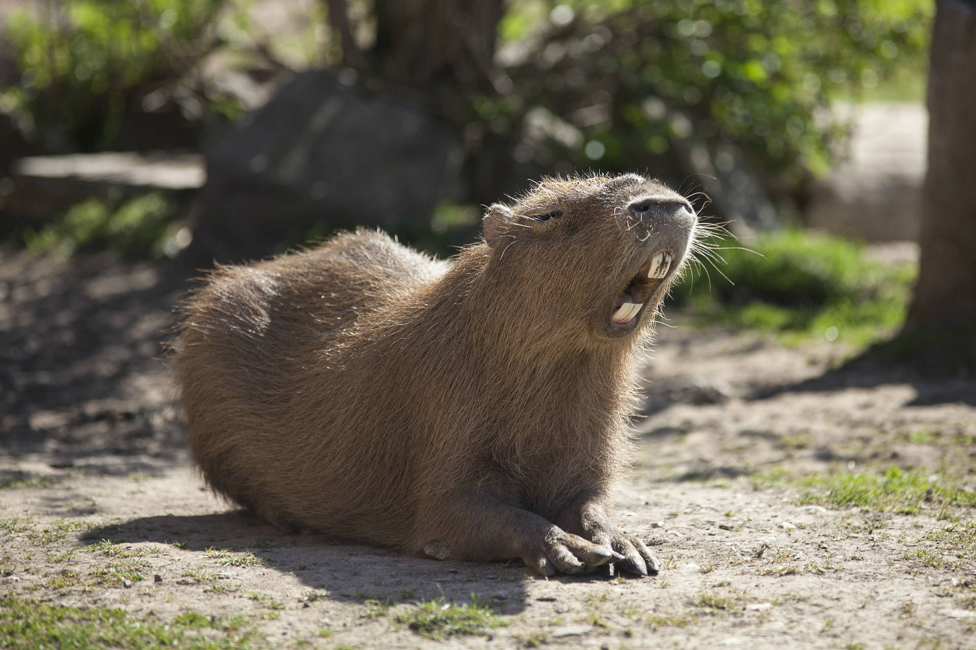 Capybara Open Mouth Background