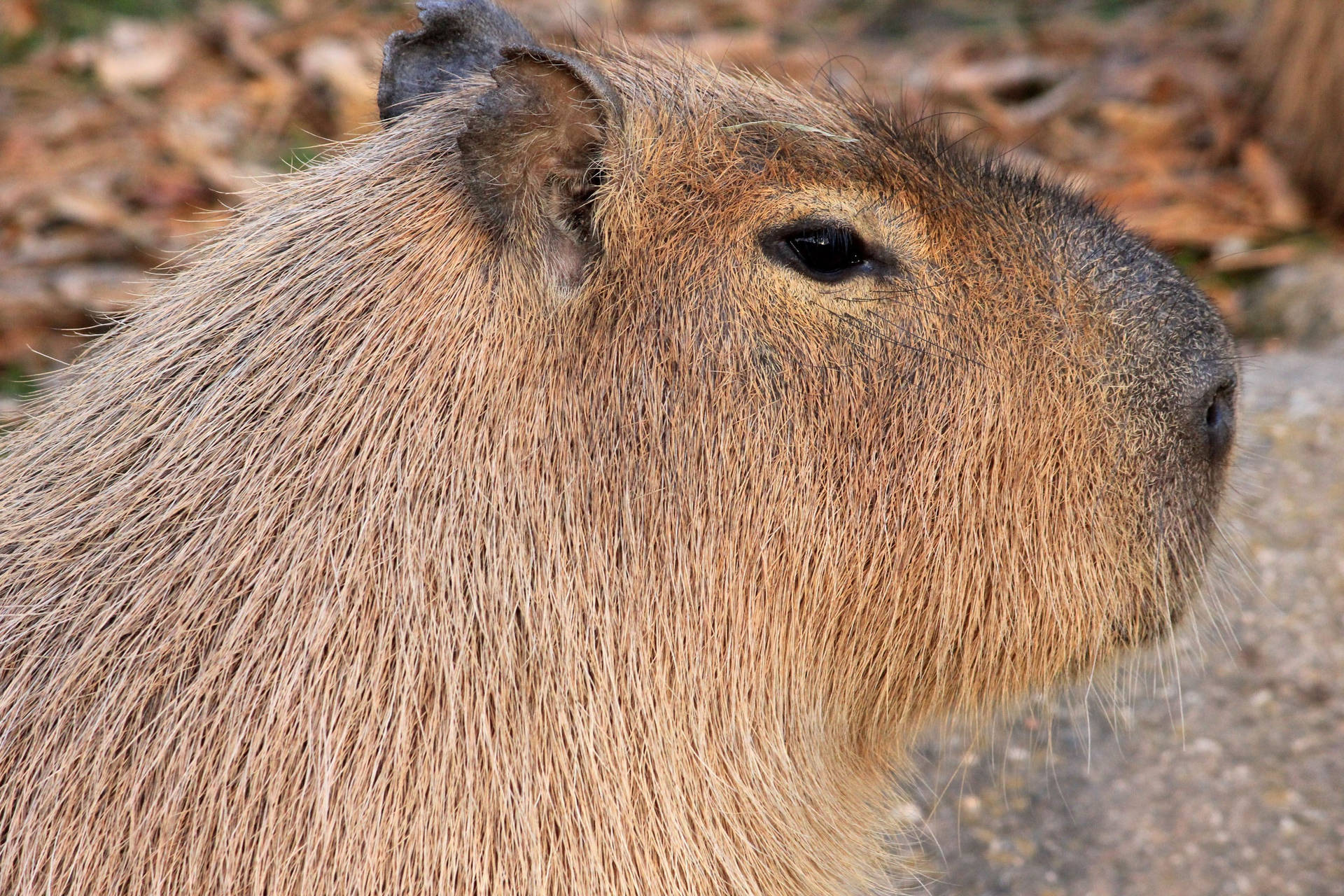 Capybara Side View Background