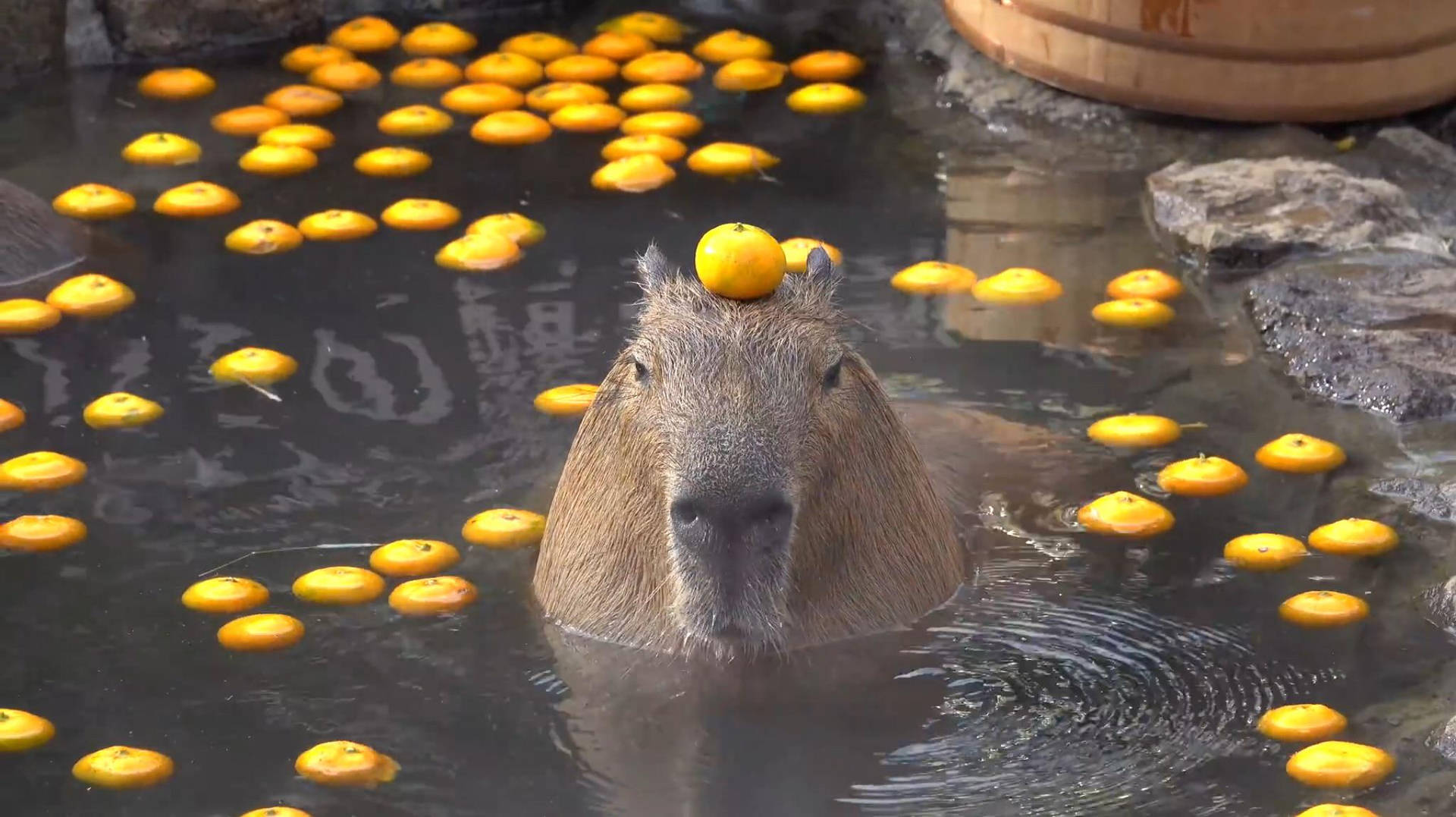 Capybara With Orange As Hat