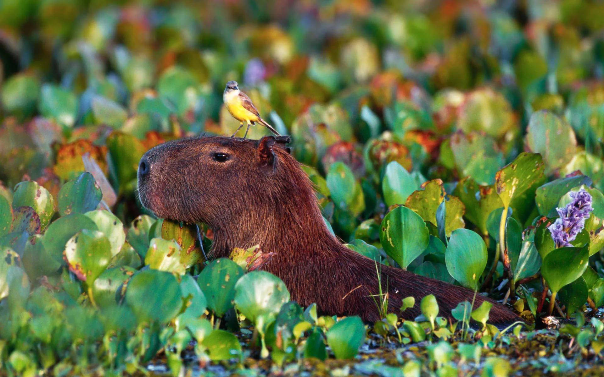 Capybara With Water Hyacinth Background