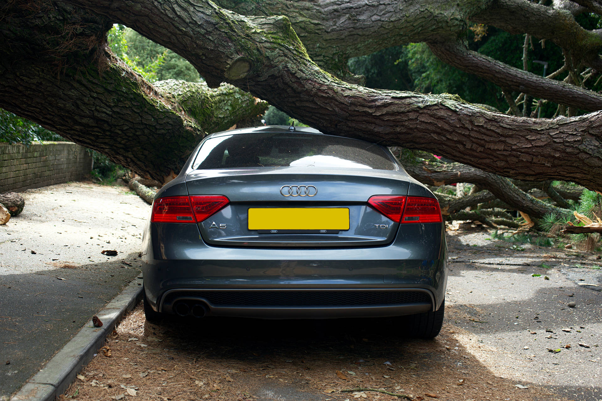 Car Accident Fallen Tree Background