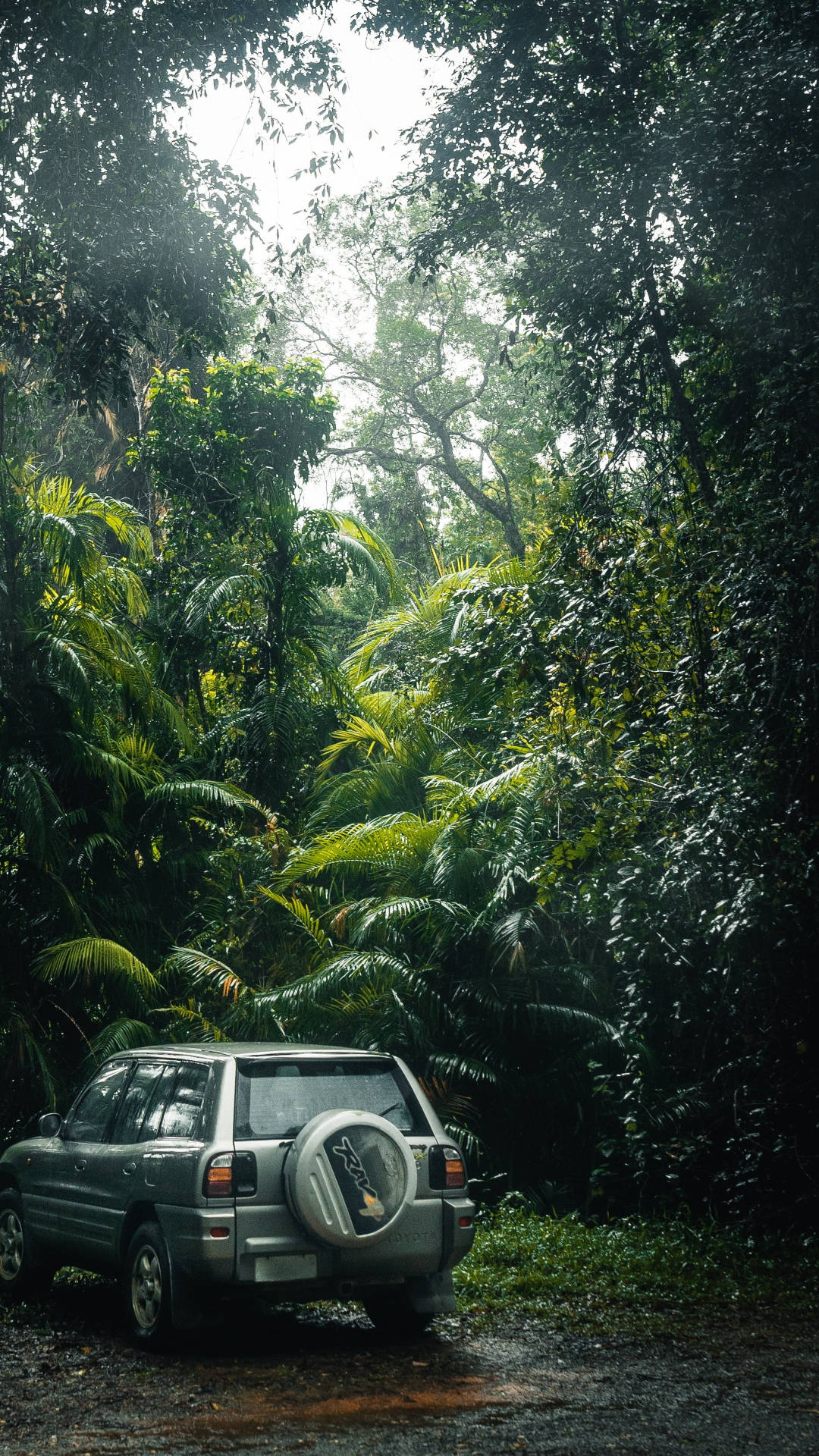 Car In The Jungle Iphone Background