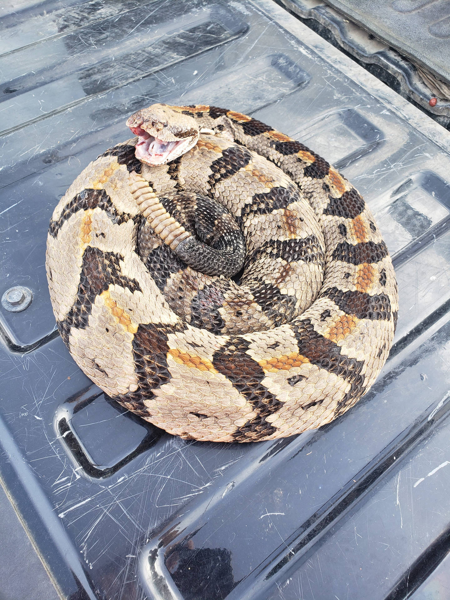 Car Timber Rattler Snake Background