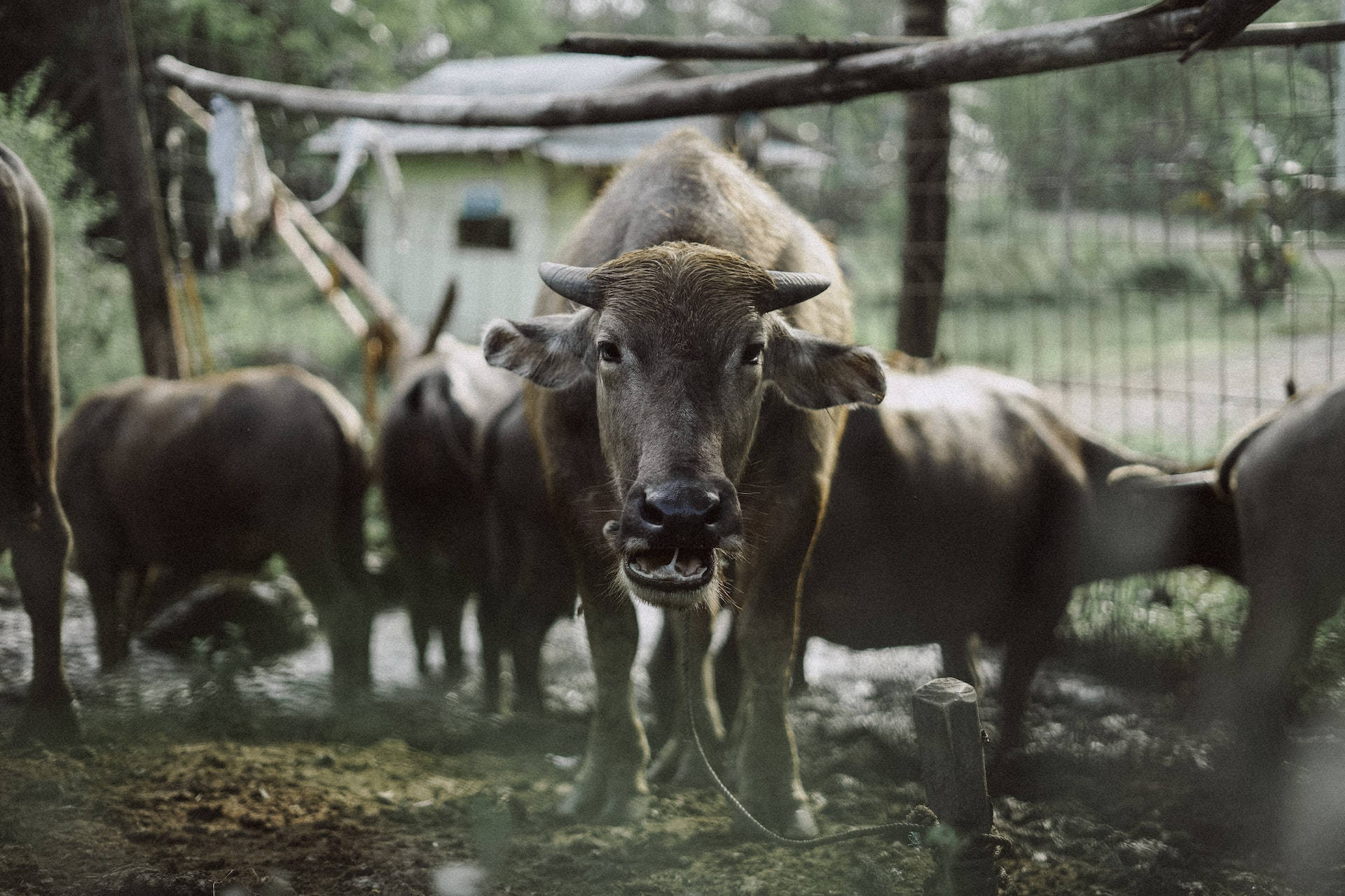 Carabao Animals Inside A Fenced Farm Background