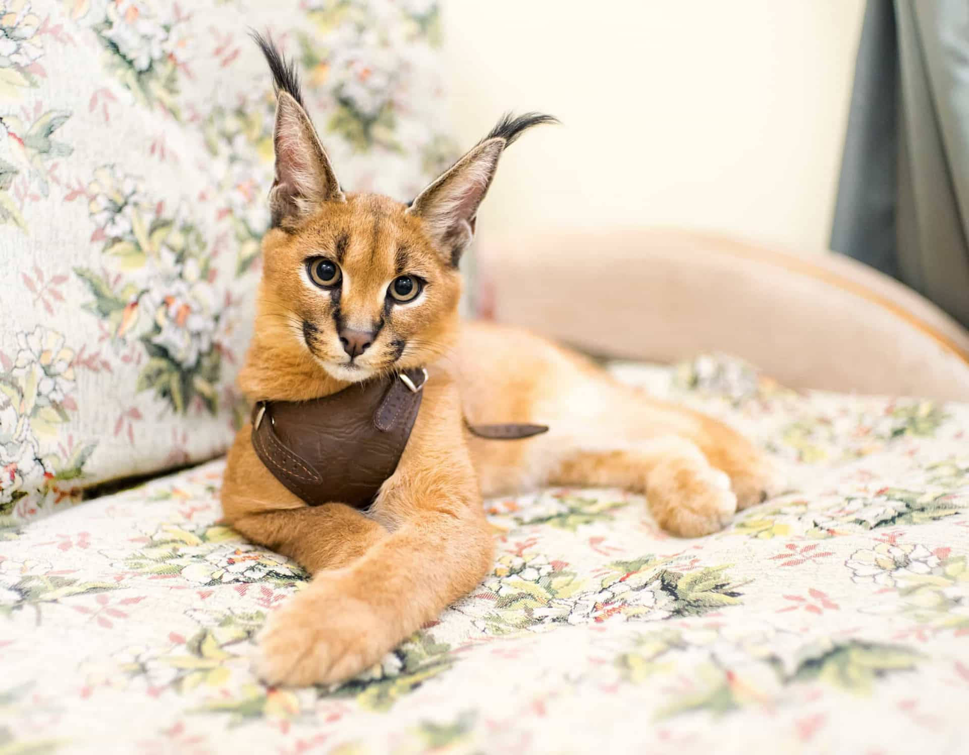 Caracal Cat Breed Background