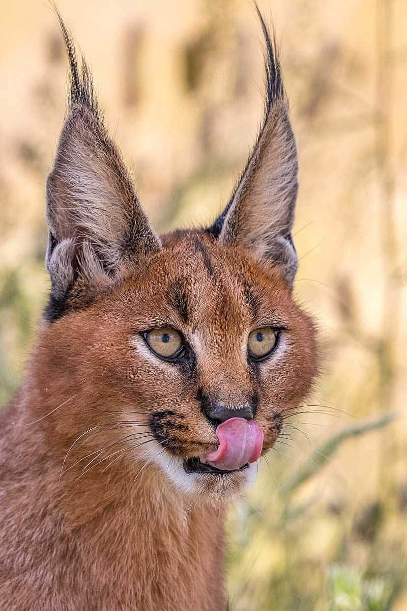 Caracal Cat Licking Nose Background