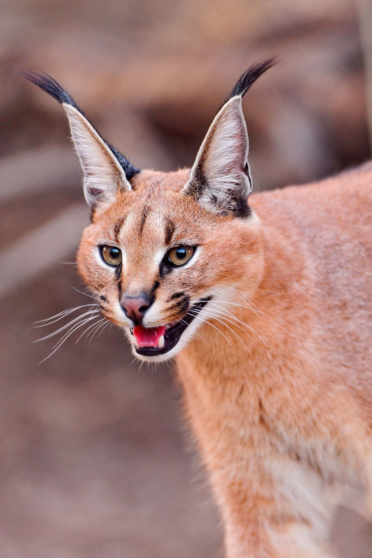 Caracal Cat Portrait Background