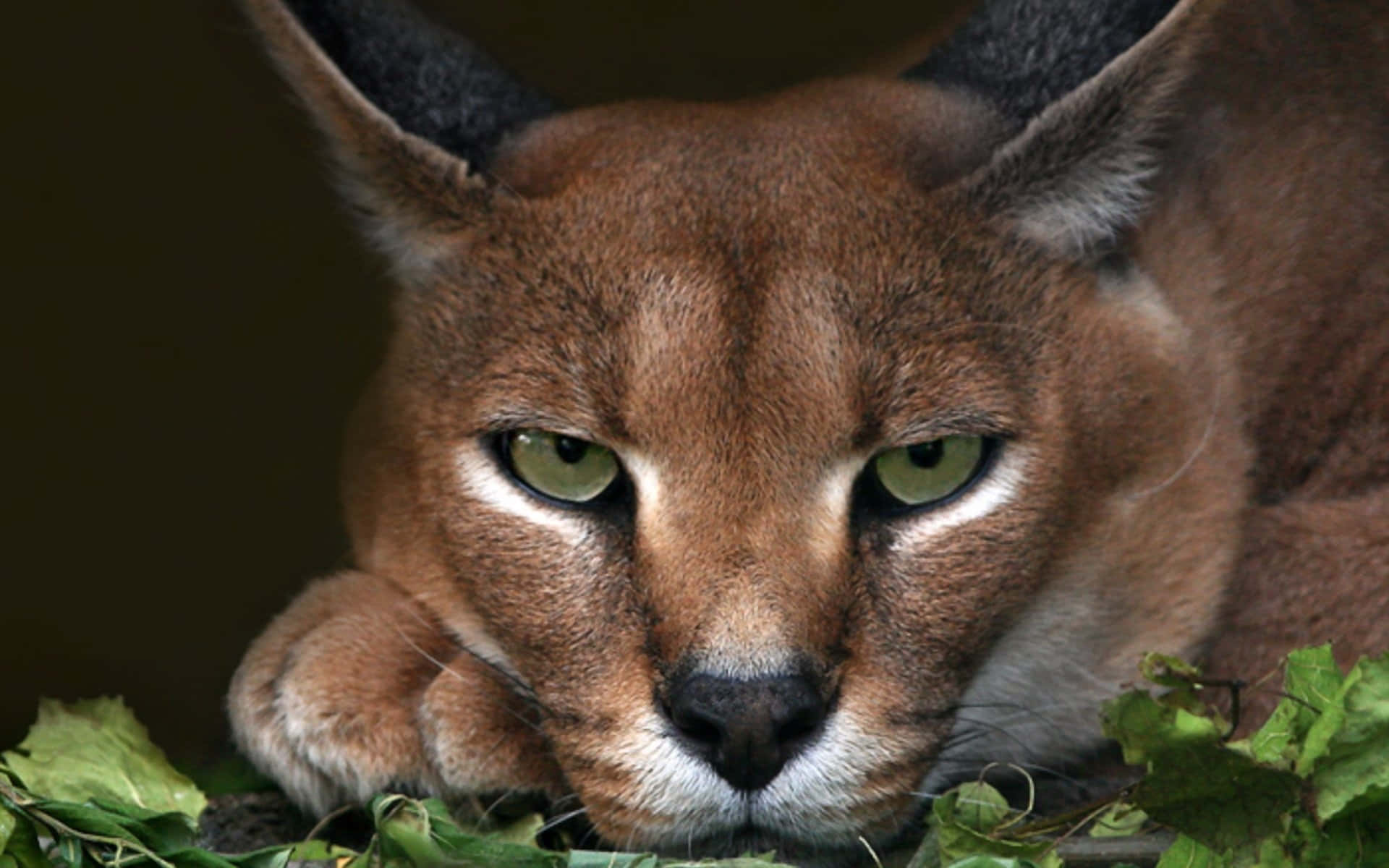 Caracal Cat Resting Background