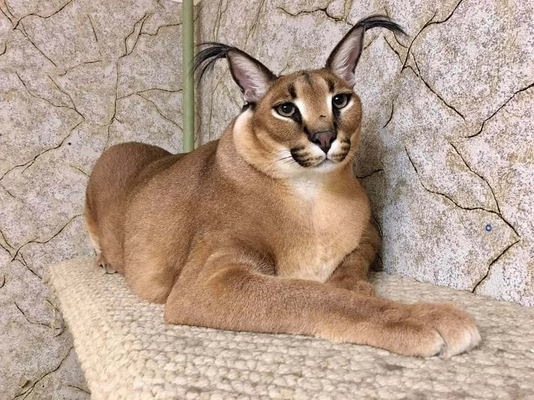 Caracal Cat Restingon Perch Background