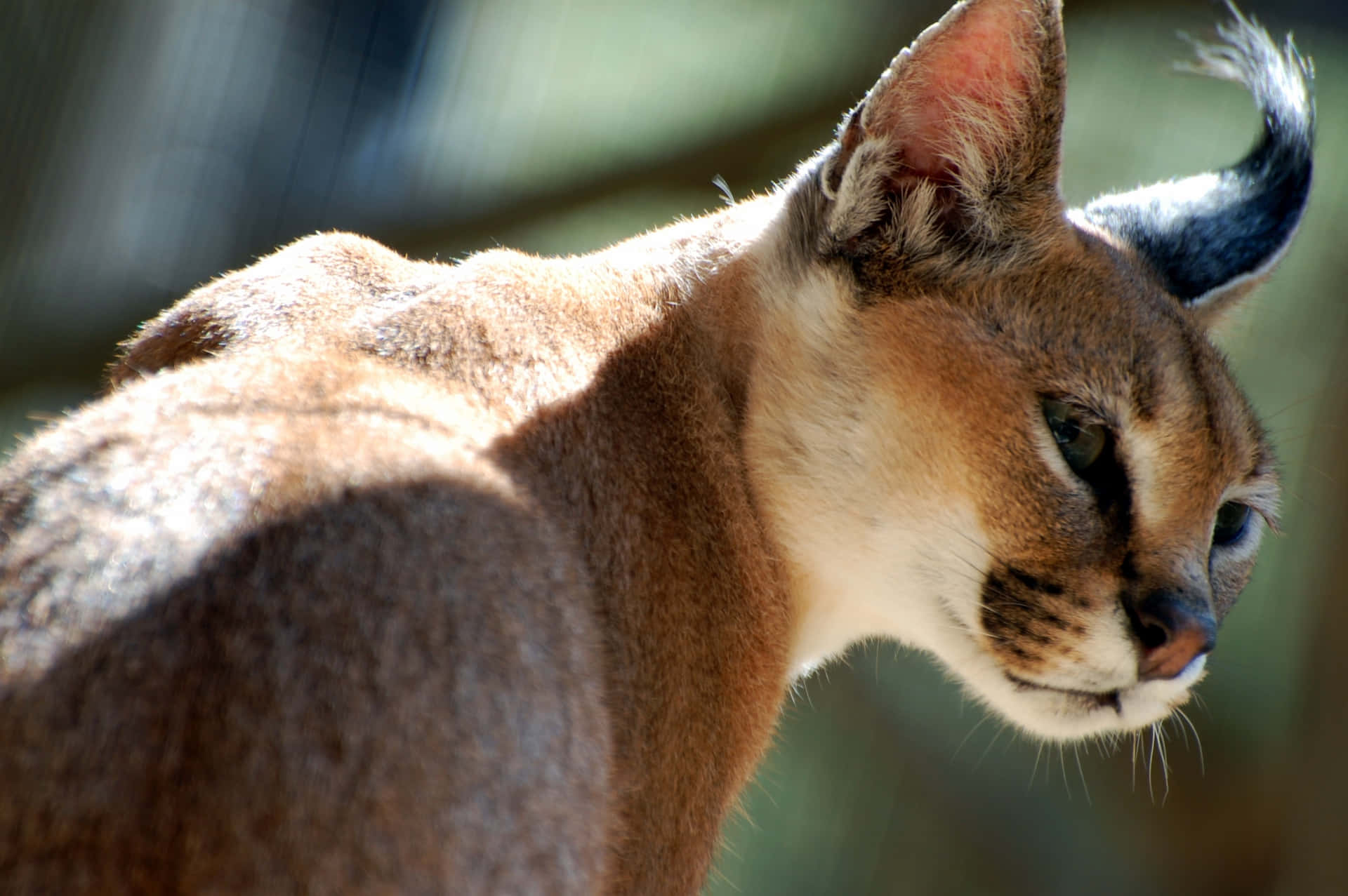Caracal Cat Side Profile Background