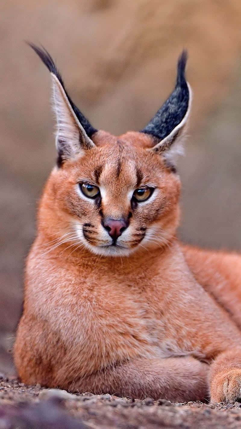 Caracal Cat Staring Intently.jpg Background
