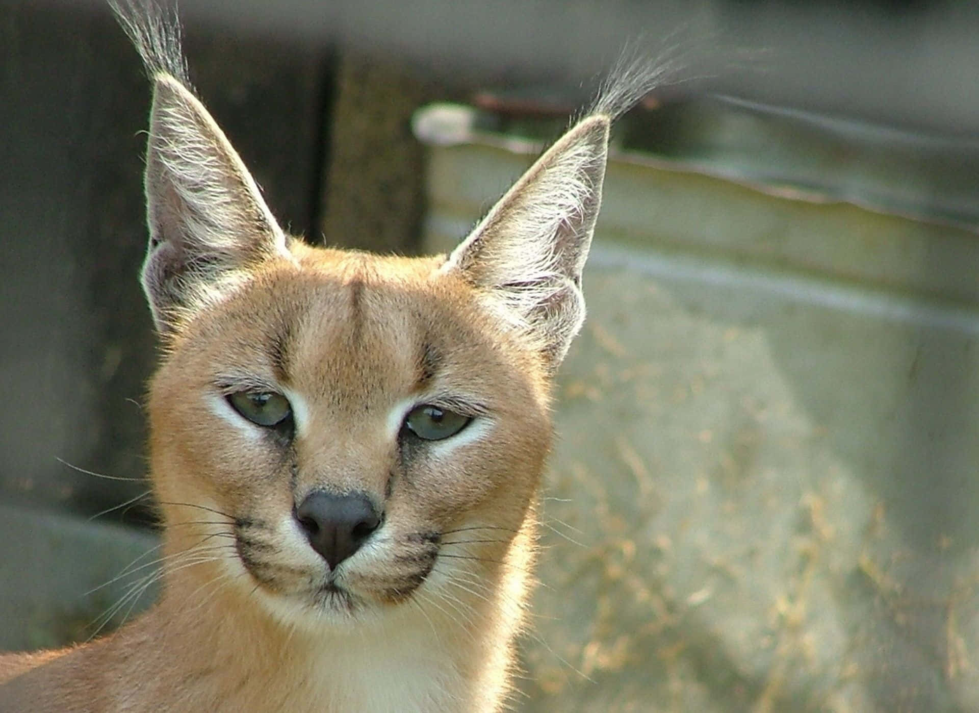 Caracal Cat Staring Intently.jpg Background