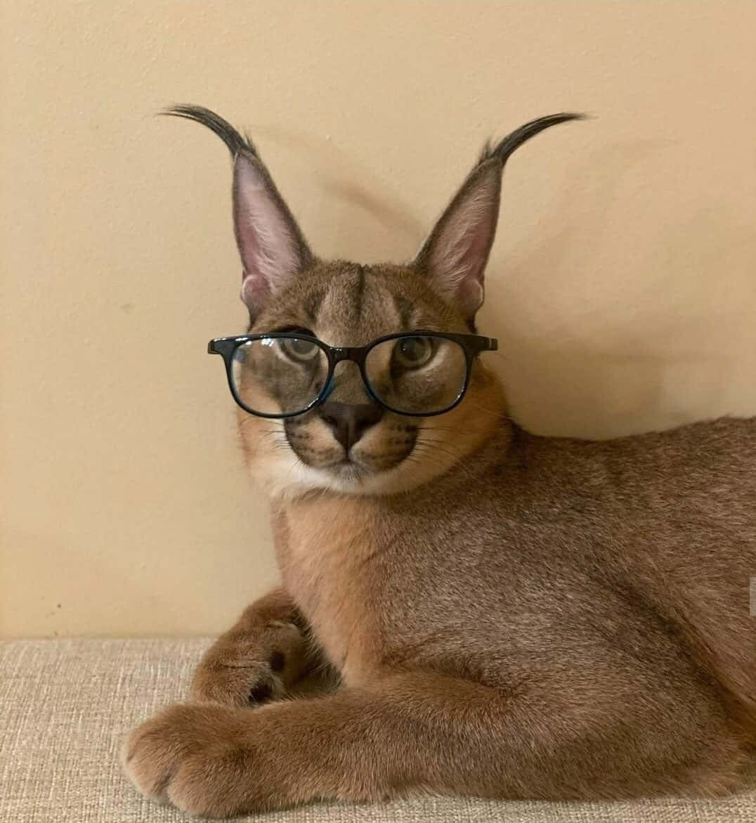 Caracal Cat Wearing Glasses Background