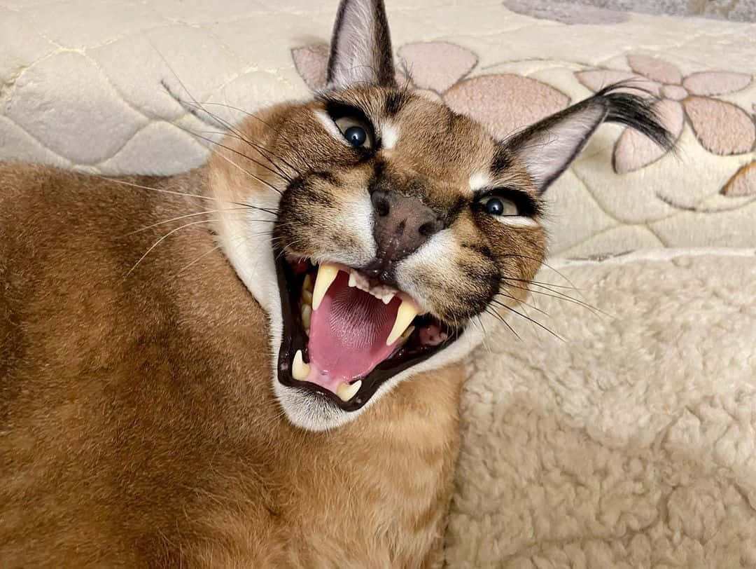 Caracal Cat Yawning Closeup Background