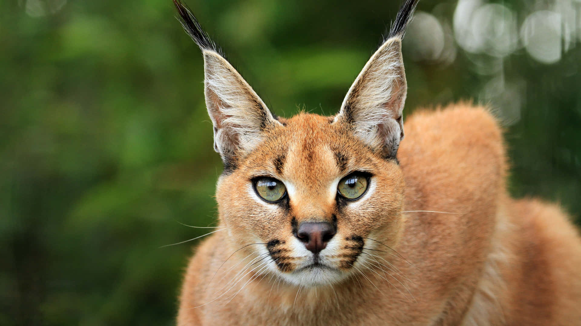 Caracal Close Up Portrait Background