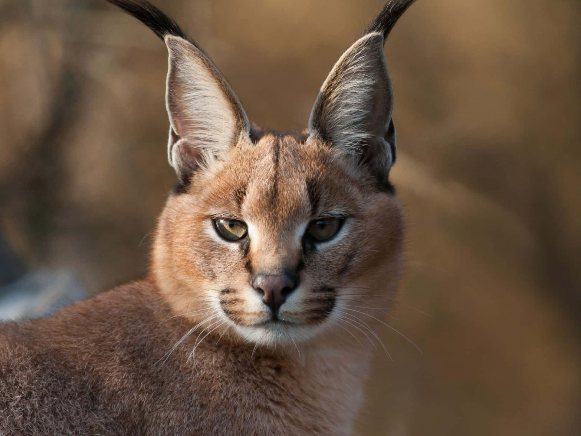 Caracal Close Up Portrait Background