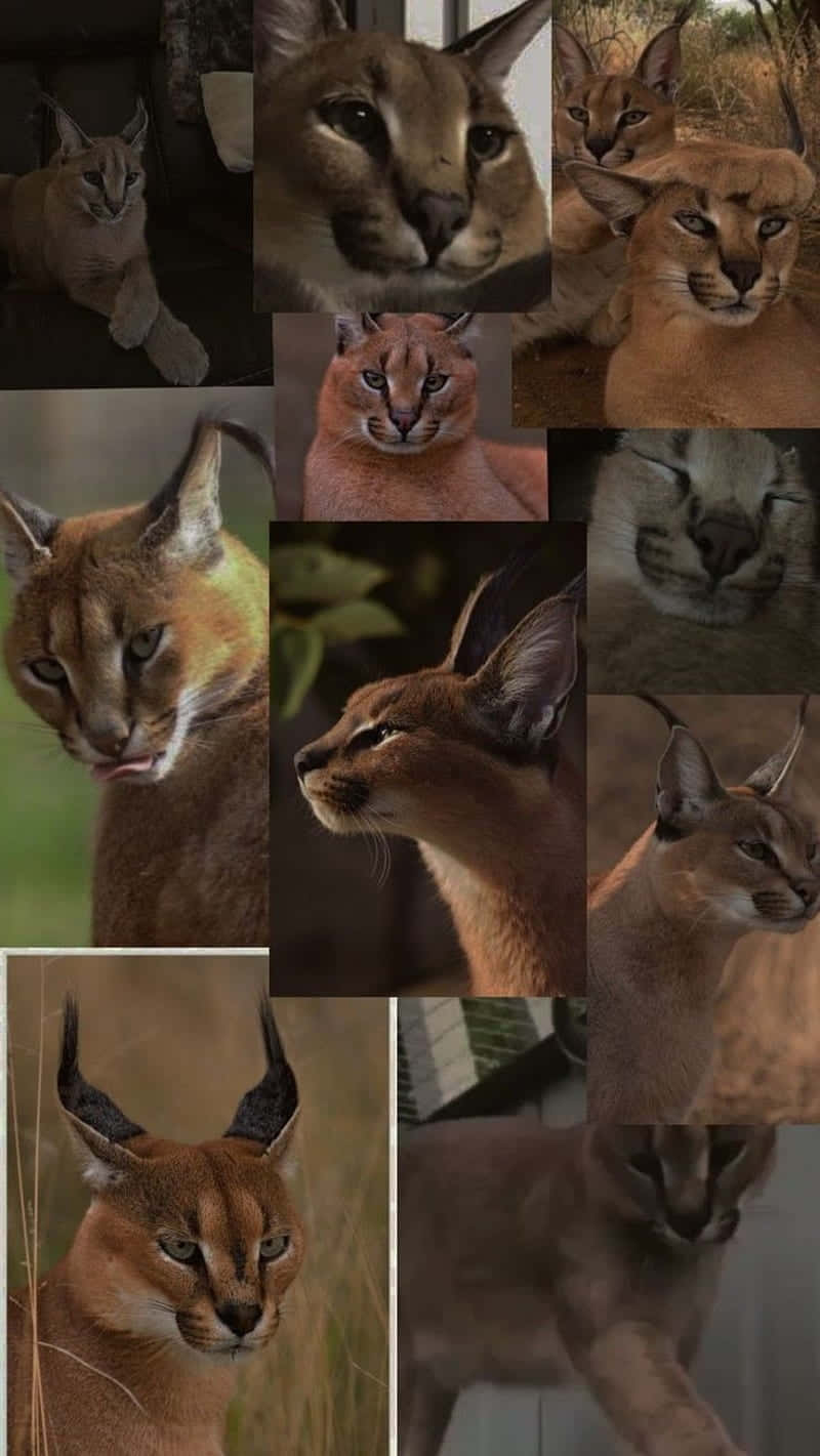 Caracal Collage Montage Background