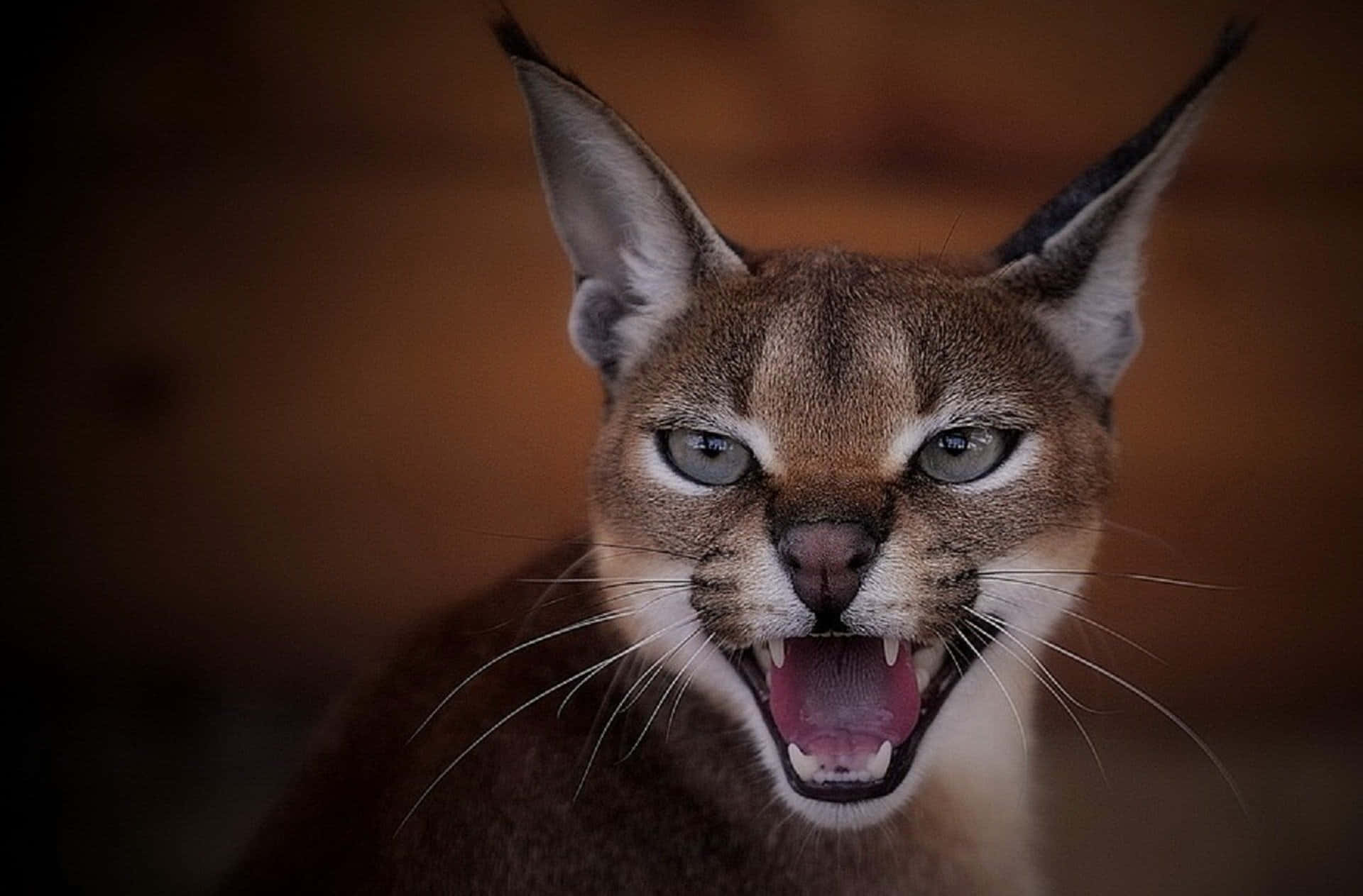 Caracal Expressive Gaze.jpg Background