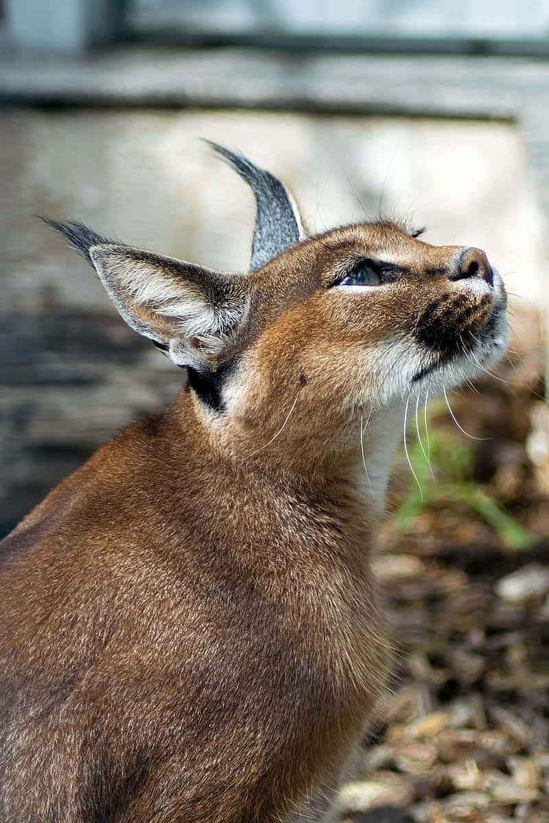 Caracal Gazing Upward.jpg Background