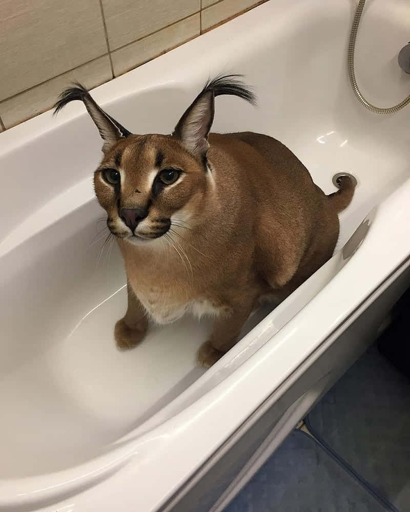 Caracalin Bathtub Background