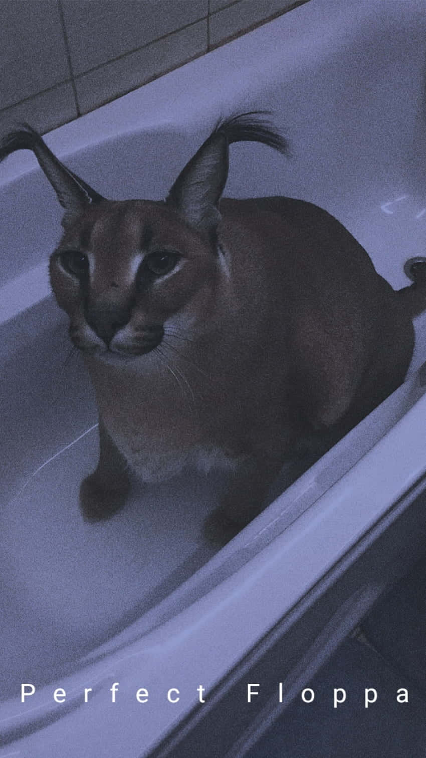 Caracalin Bathtub Perfect Floppa Background
