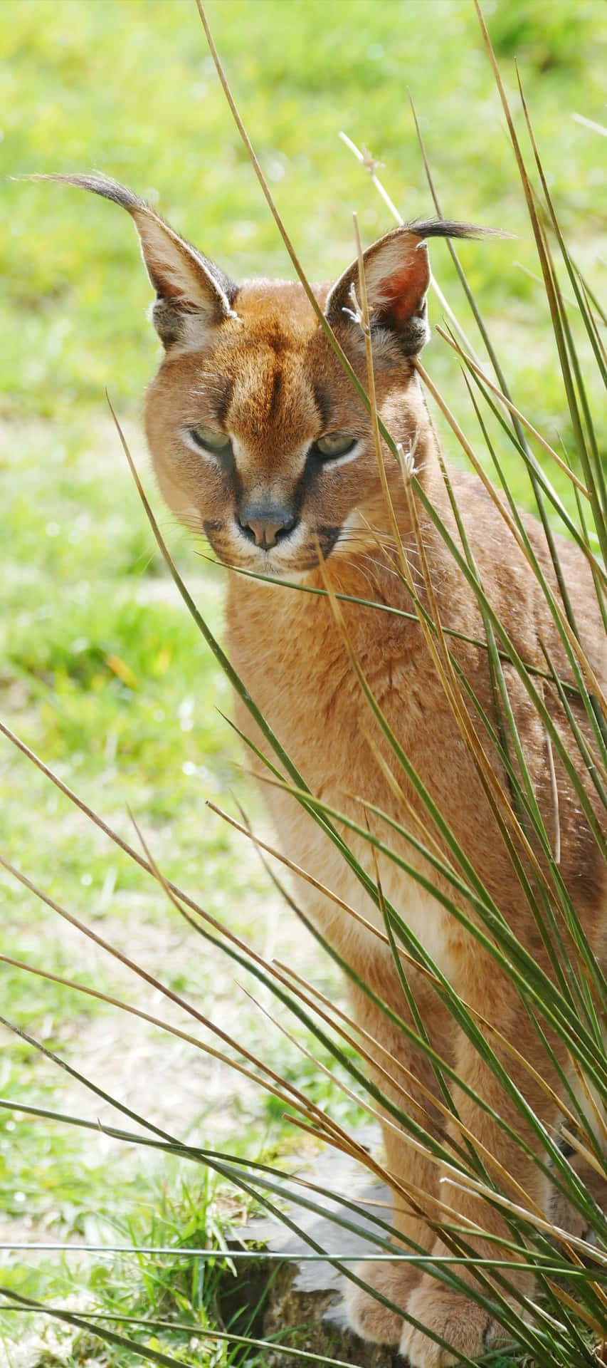 Caracalin Grass.jpg Background