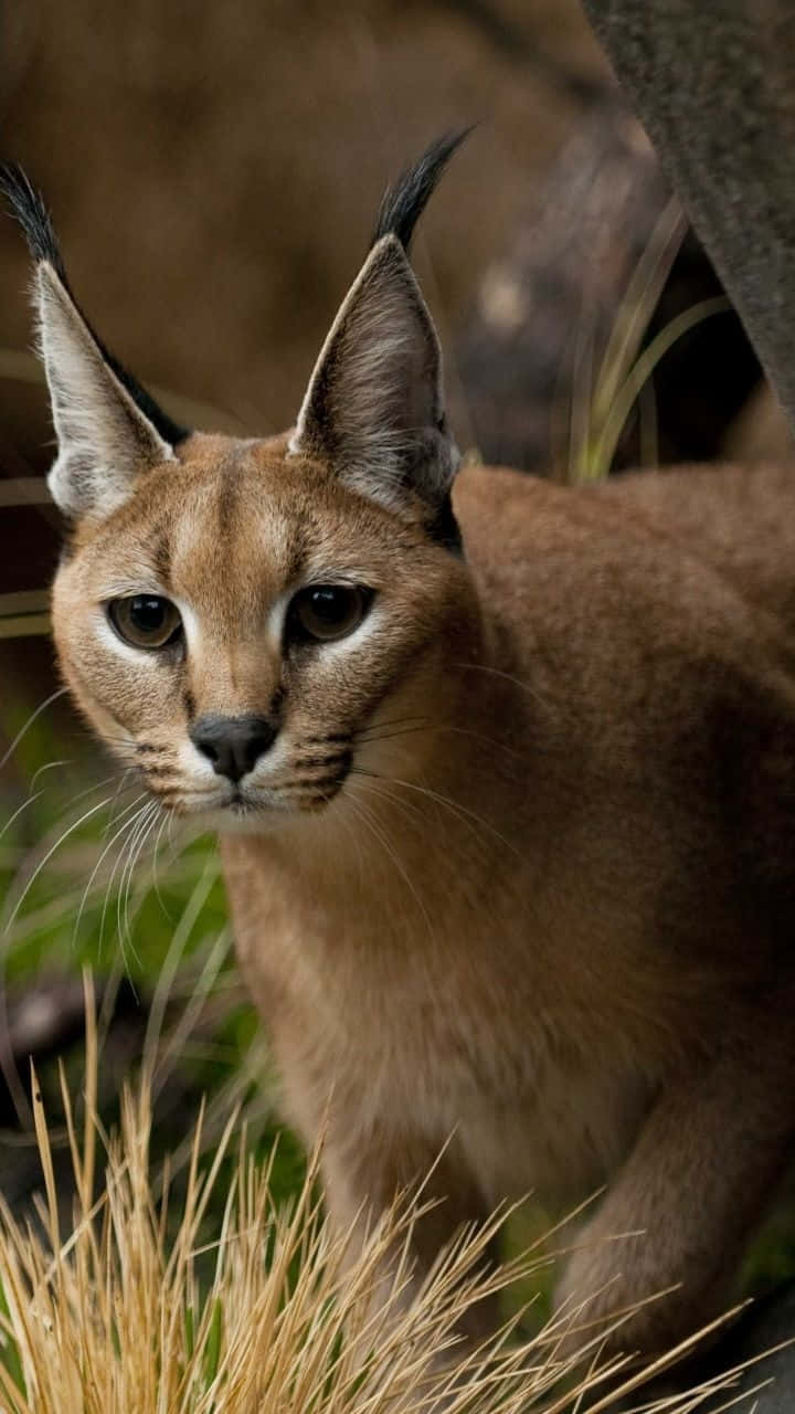 Caracalin Natural Habitat.jpg Background