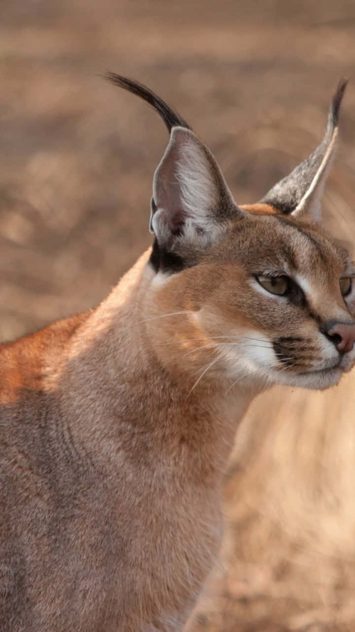 Caracalin Profile Background