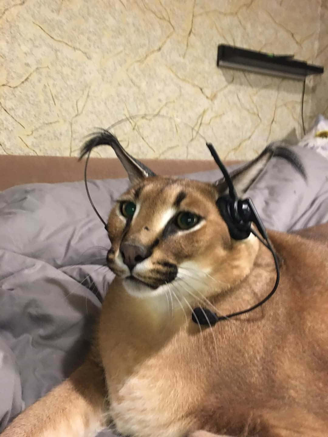 Caracalwith Headphones.jpg Background