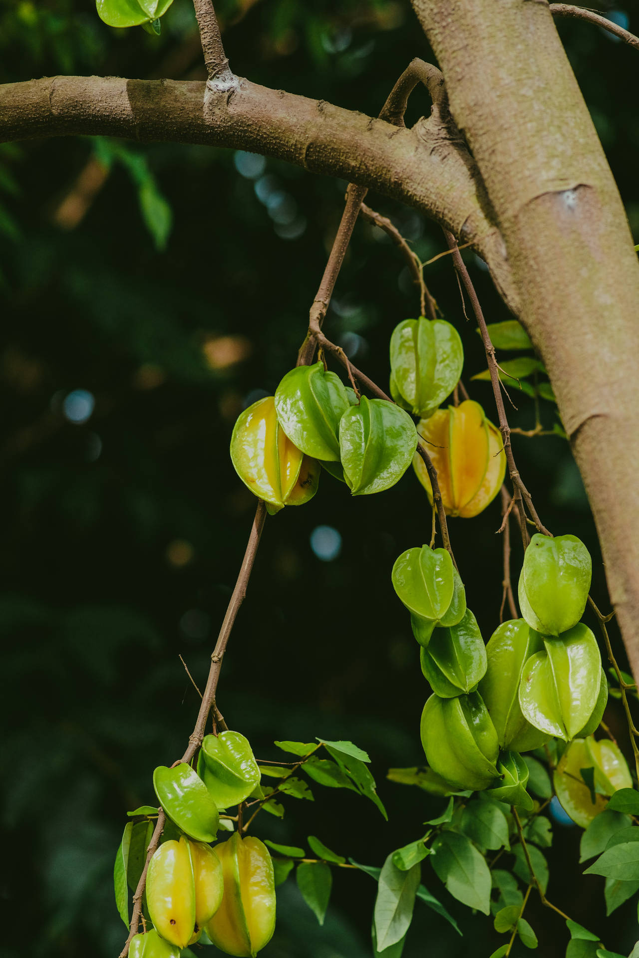 Carambola Growing On Trees