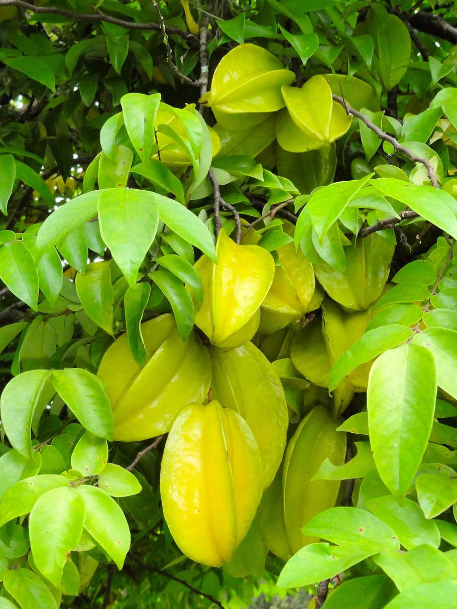 Carambola Hanging In Drooping Branches