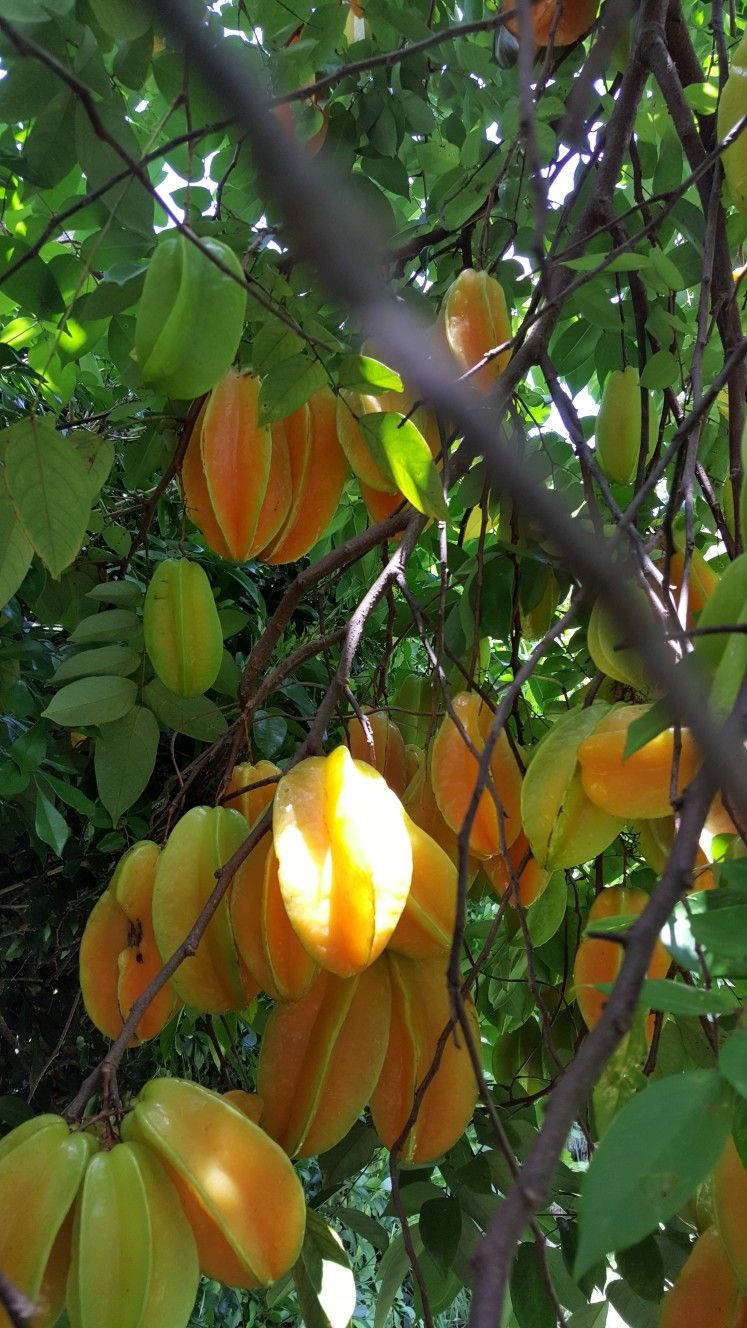 Carambola Hanging On Trees