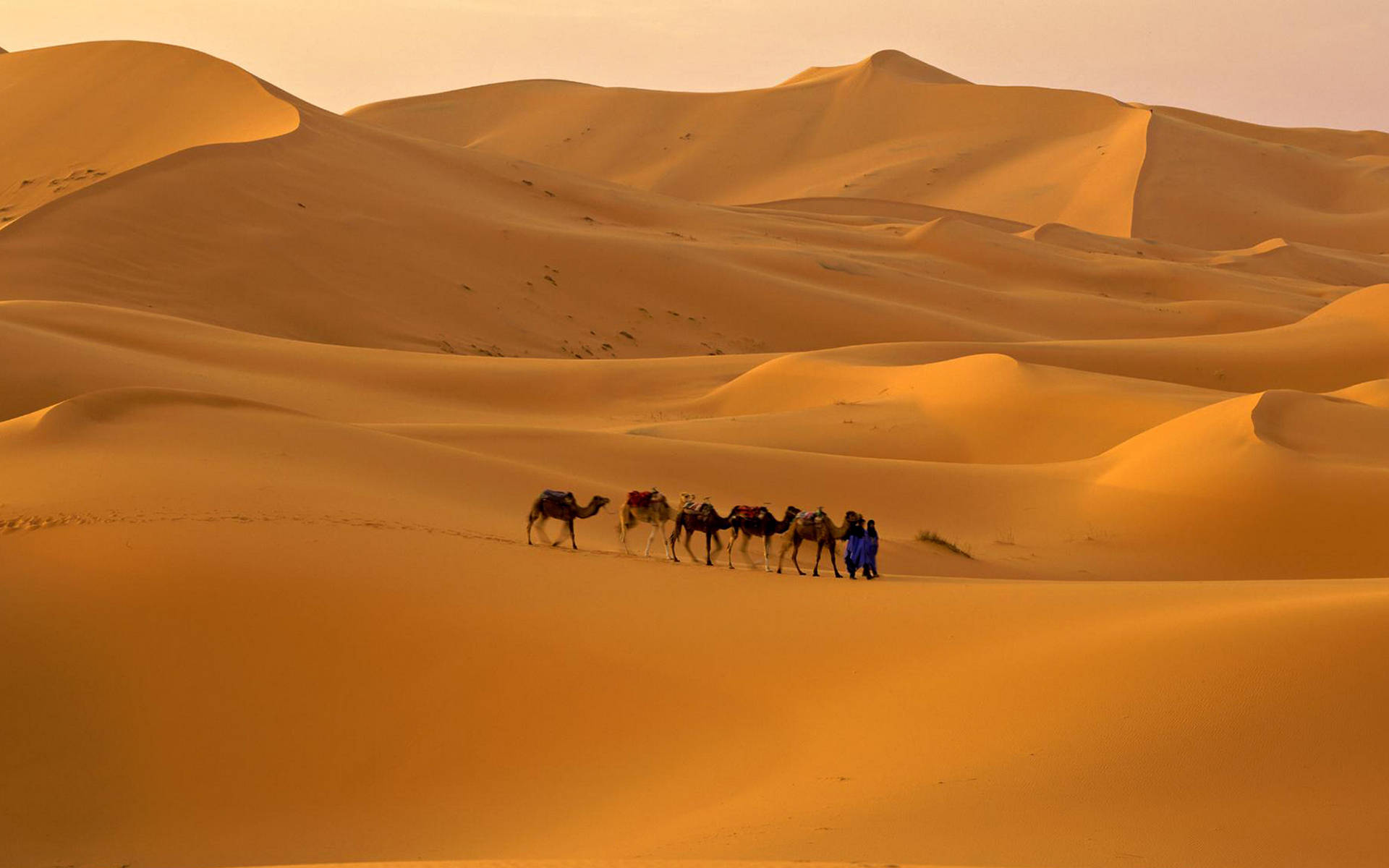 Caravan Of Camels At The Sahara Background