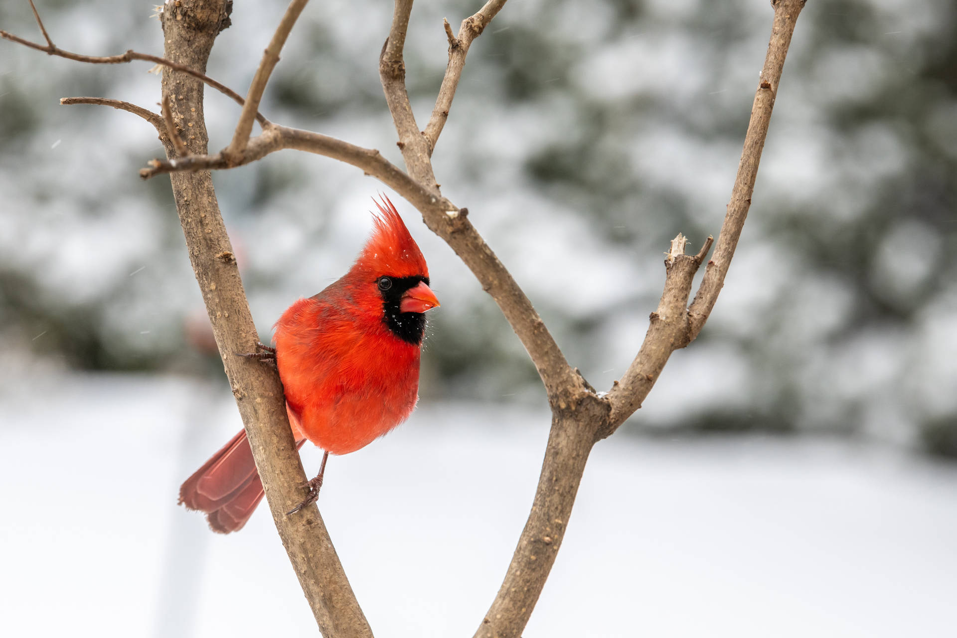 Cardinal Among Bare Branches Background