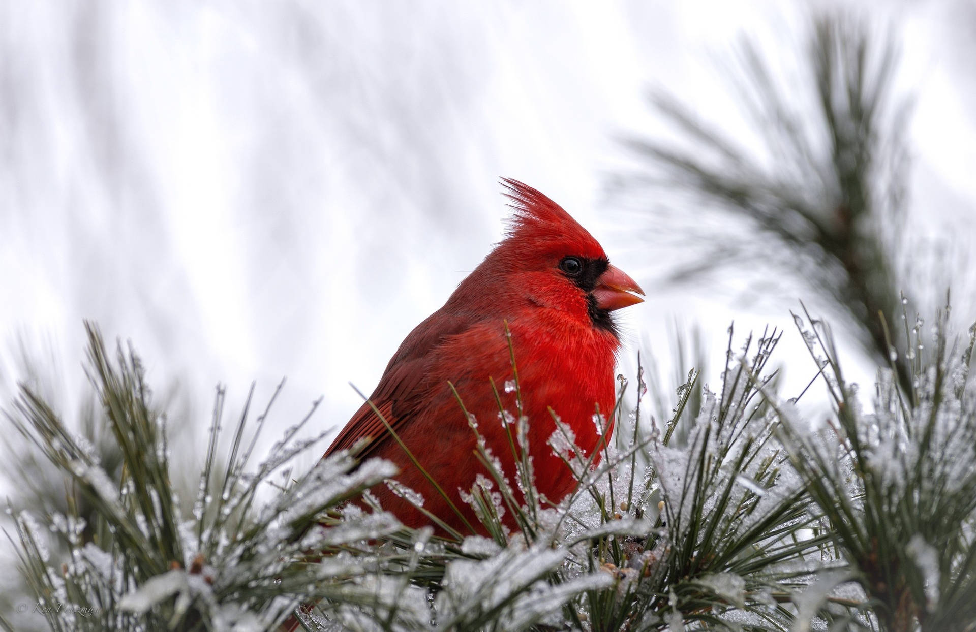 Cardinal Among Frosted Pines Background