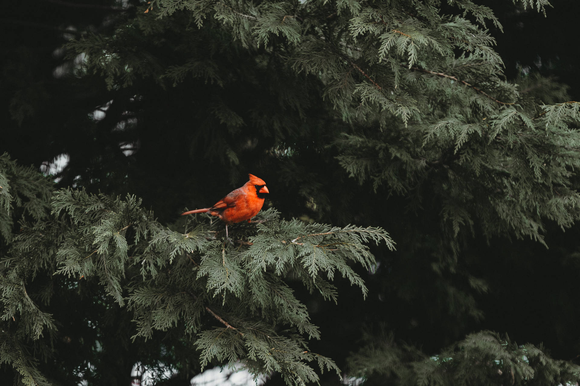 Cardinal Amongst Evergreen Leaves Background