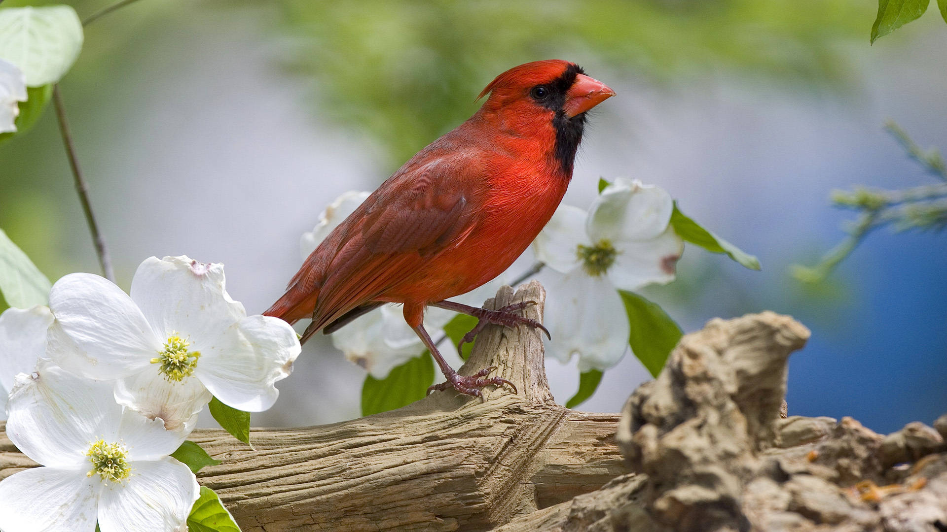 Cardinal Amongst White Flowers