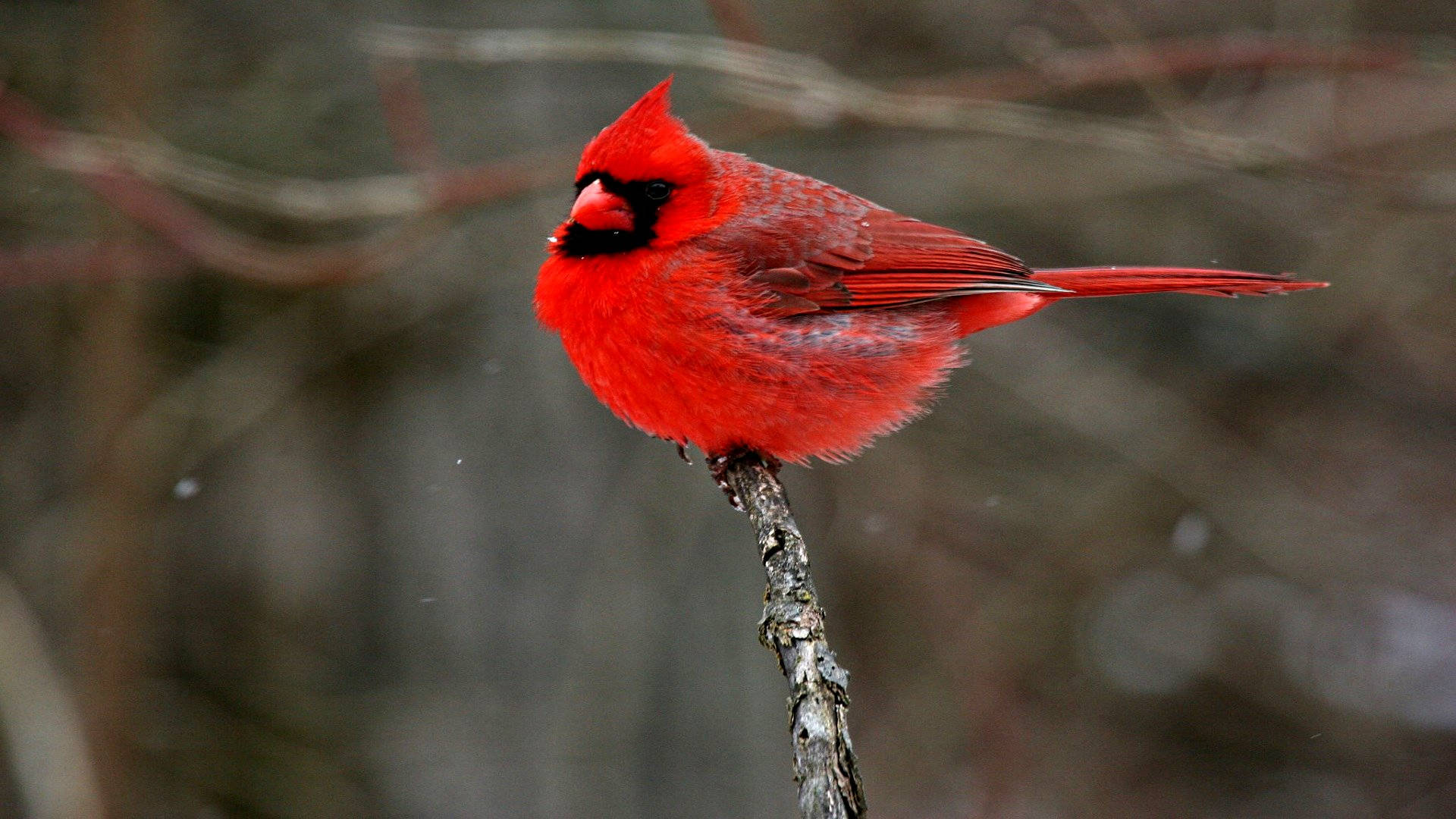 Cardinal At End Of Branch Background