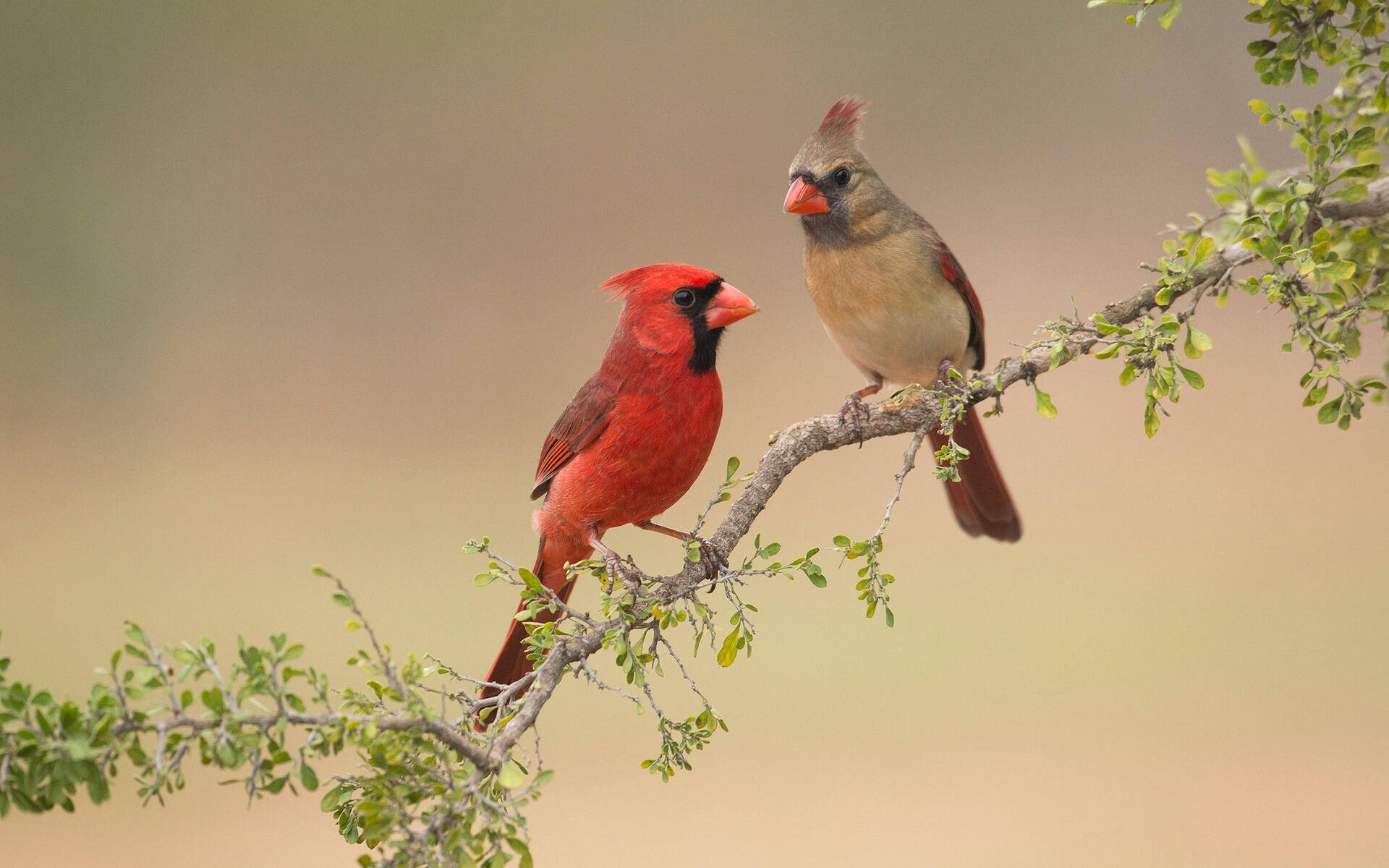 Cardinal Couple Background