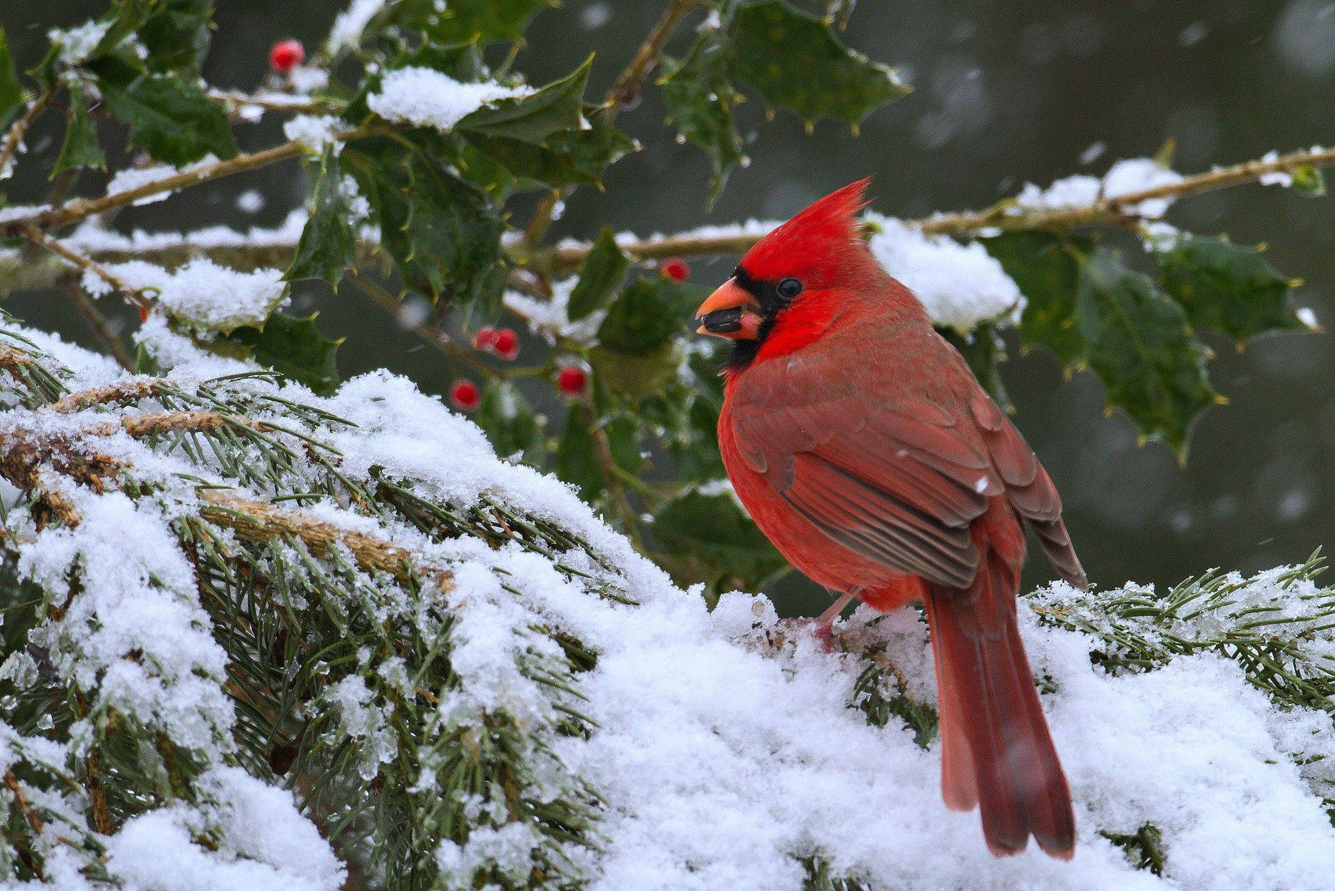 Cardinal Eating In Snow Background