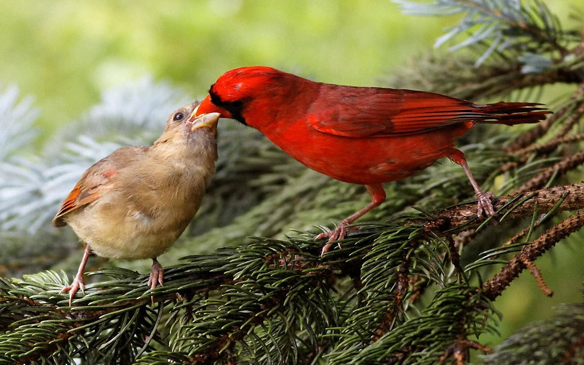 Cardinal Feeding Her Chick Background