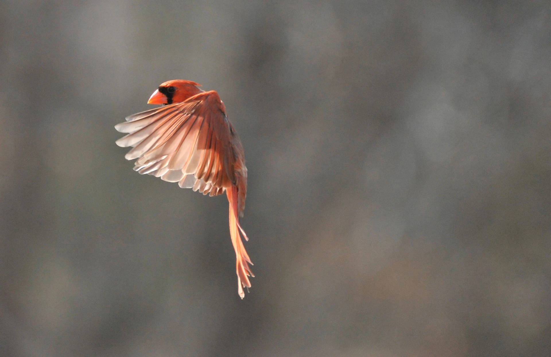 Cardinal Flapping Wings Background