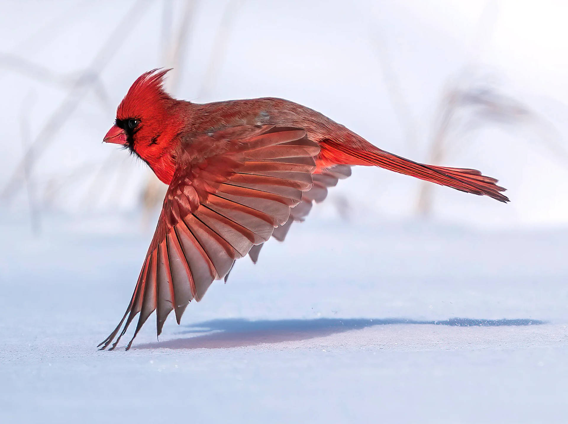 Cardinal Flying Over Snow Background