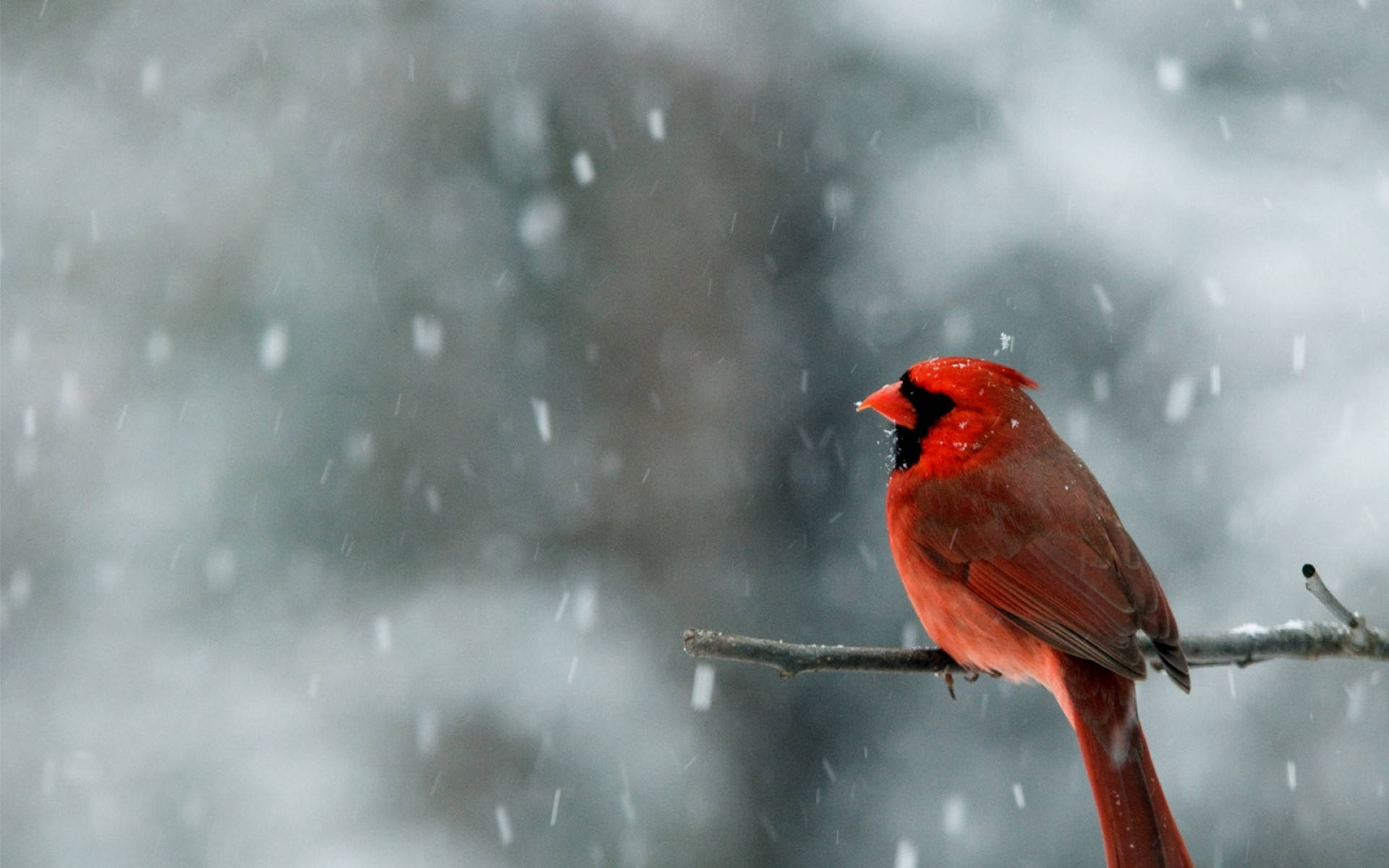 Cardinal In Snow Background