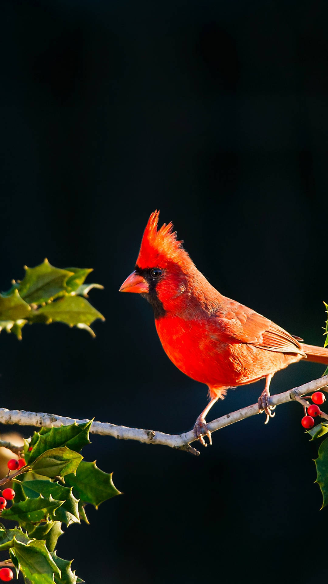 Cardinal In Sunlight Background