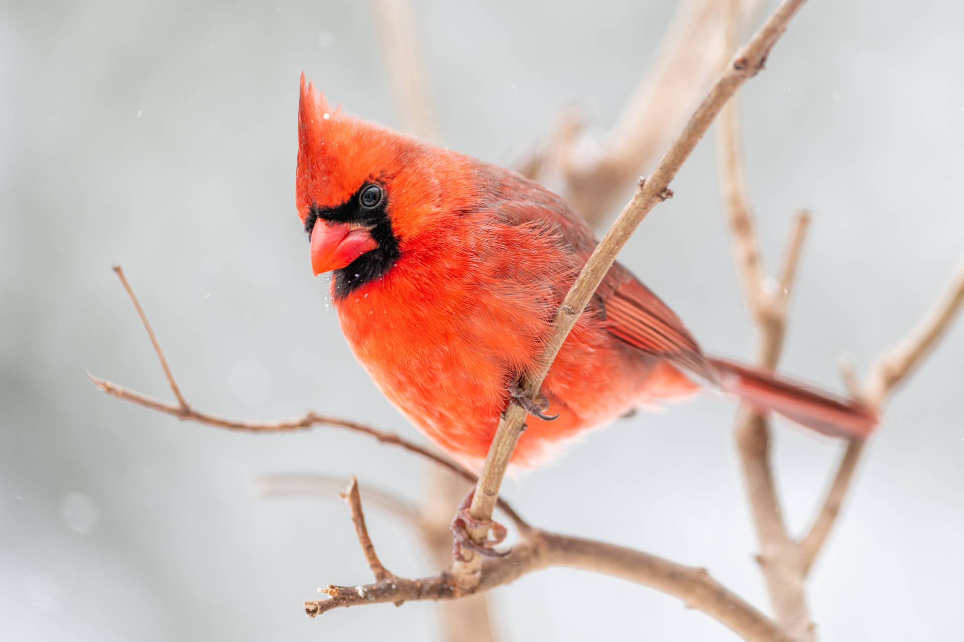 Cardinal Looking Down Background