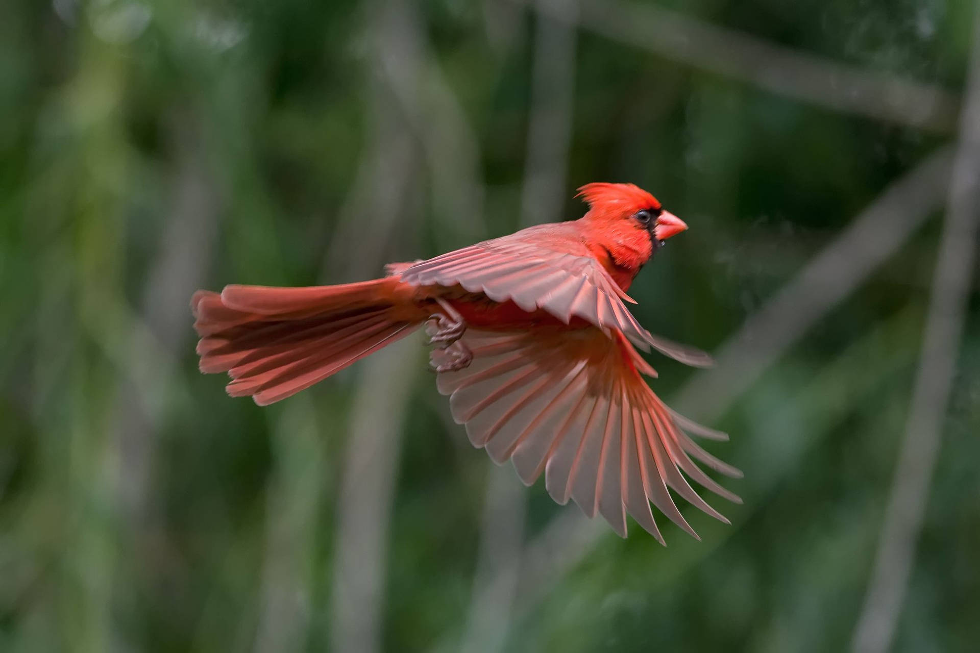 Cardinal Mid-flight