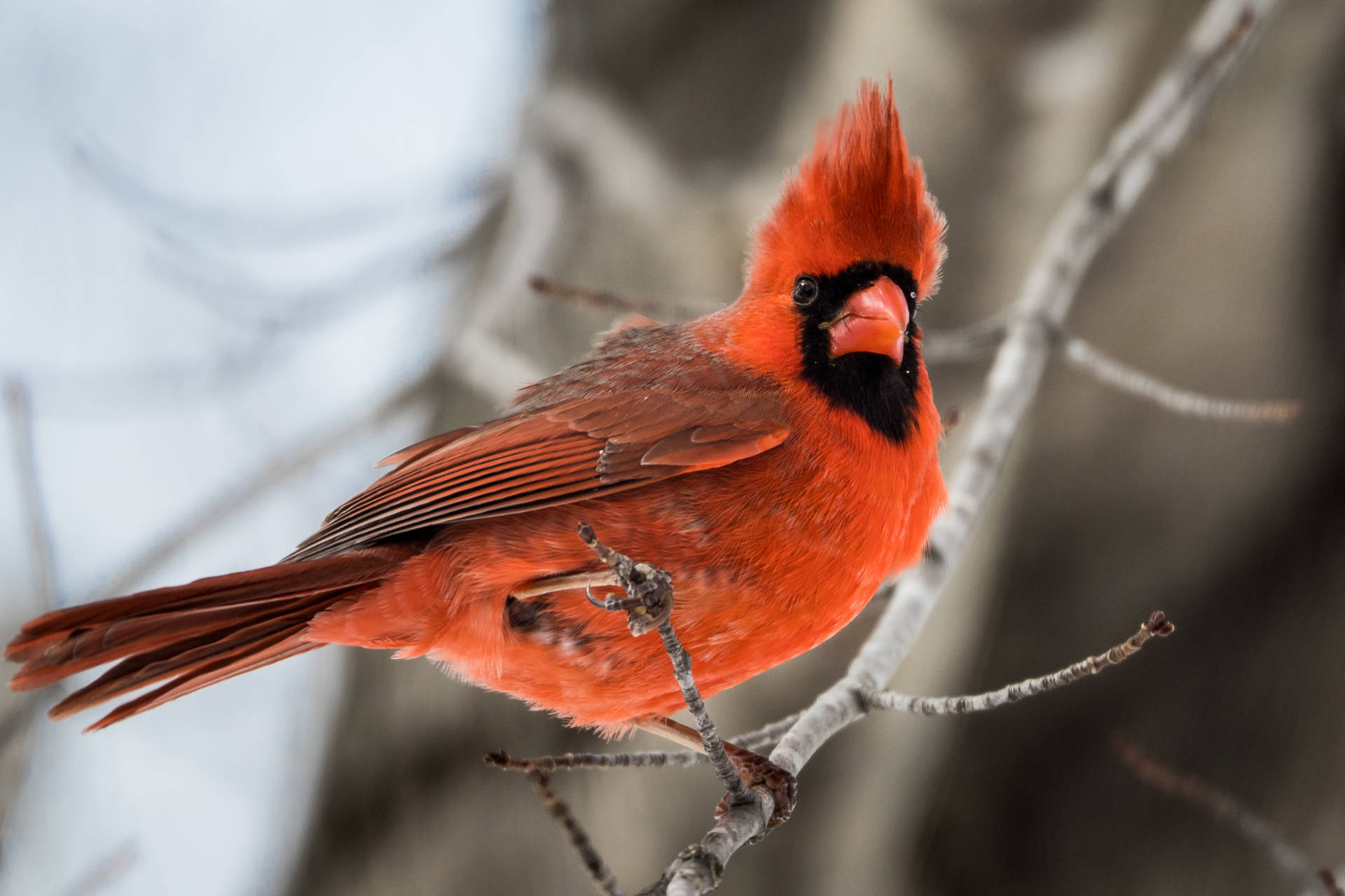 Cardinal On Branch In Winter Background