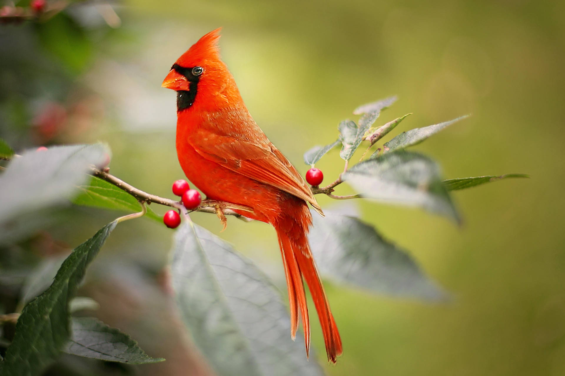 Cardinal On Branch With Berries Background