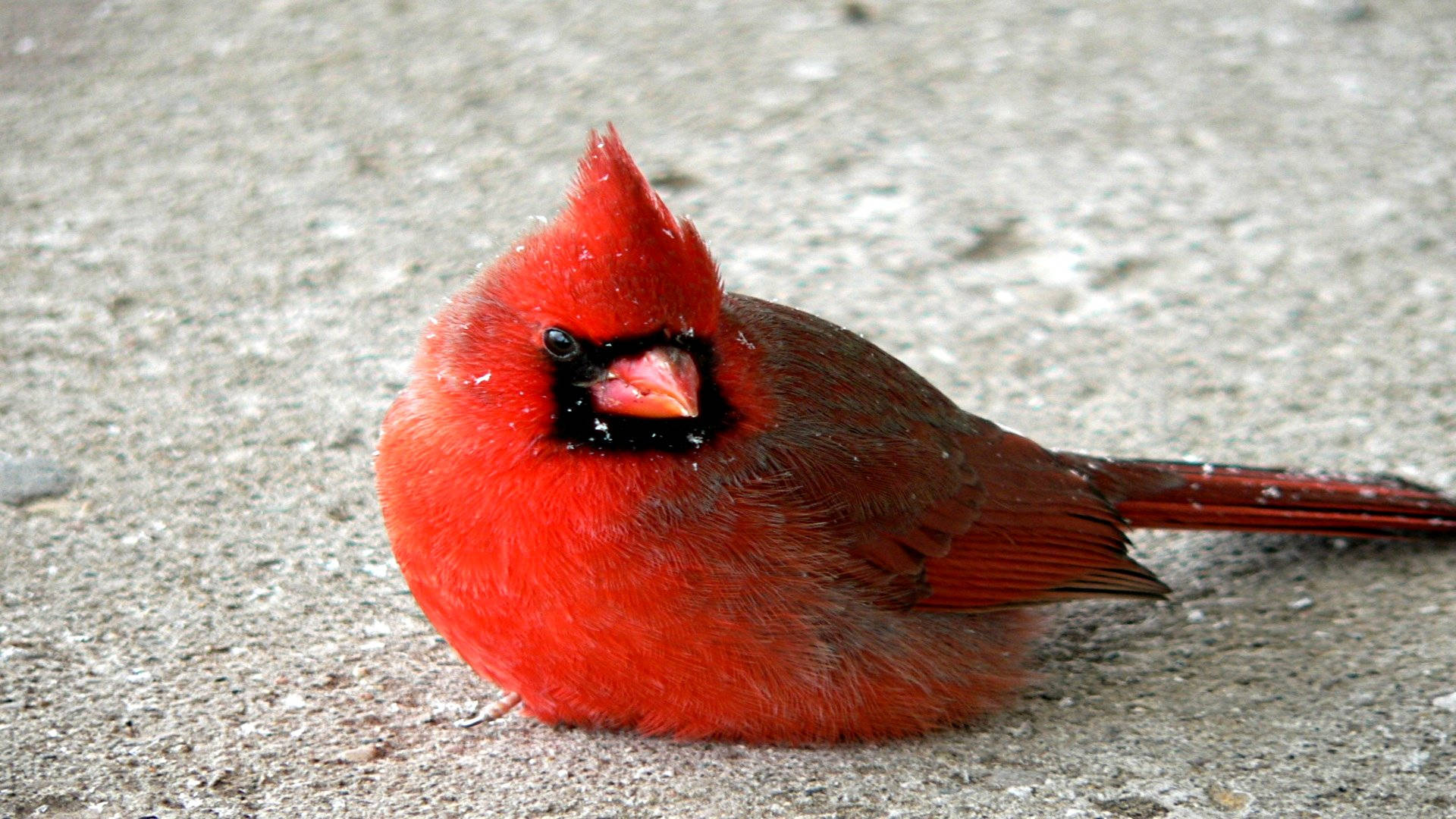 Cardinal On Ground Background